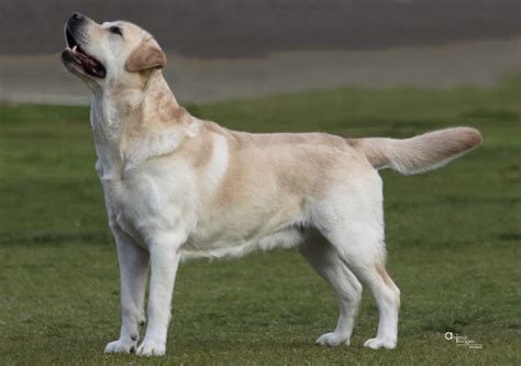 Burberry Labradors